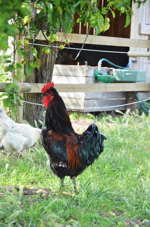 Bed and Breakfast La Petite Ferme Maze Экстерьер фото